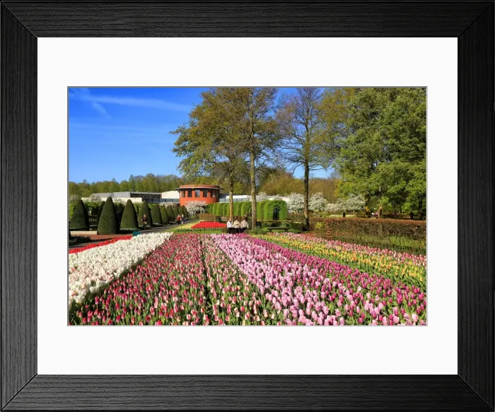 Framed Print : Keukenhof near Lisse, South Holland, Netherlands, Europe Framed Print : Keukenhof near Lisse, South Holland, Netherlands, Europe