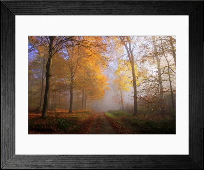 Framed Print : Autumnal forest near Kastel-Staadt, Rhineland-Palatinate, Germany, Europe Framed Print : Autumnal forest near Kastel-Staadt, Rhineland-Palatinate, Germany, Europe