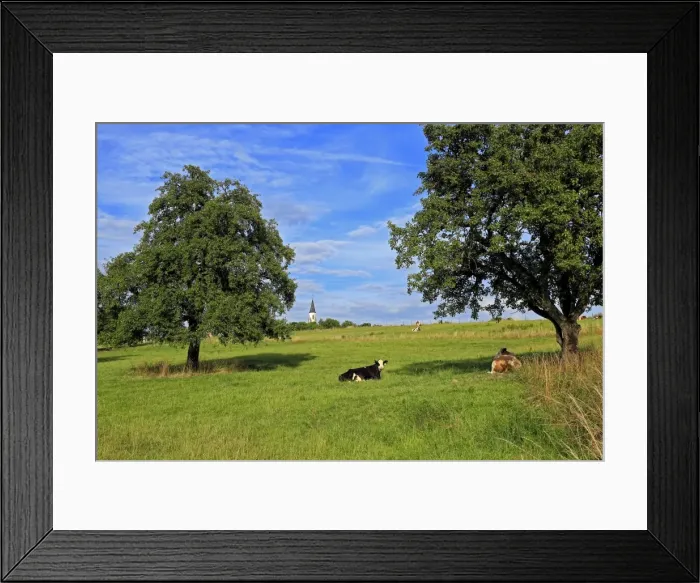 Framed Print : Cows and fruit trees near Merzkirchen, Saargau, Rhineland-Palatinate, Germany, Europe Framed Print : Cows and fruit trees near Merzkirchen, Saargau, Rhineland-Palatinate, Germany, Europe