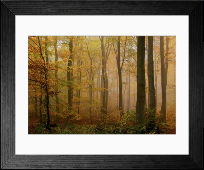 Framed Print : Autumnal forest, Kastel-Staadt, Rhineland-Palatinate (Rheinland-Pfalz), Germany, Europe Framed Print : Autumnal forest, Kastel-Staadt, Rhineland-Palatinate (Rheinland-Pfalz), Germany, Europe