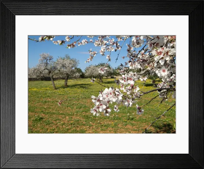 Framed Print : Almond blossom time, Majorca, Balearic Islands, Spain, Europe Framed Print : Almond blossom time, Majorca, Balearic Islands, Spain, Europe