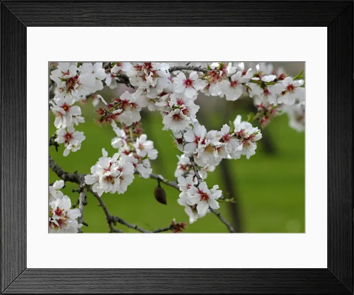 Framed Print : Almond blossom time, Majorca, Balearic Islands, Spain, Europe Framed Print : Almond blossom time, Majorca, Balearic Islands, Spain, Europe