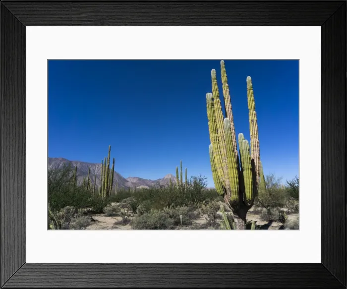 Framed Print : Cacti in dry desert like landscape, Baja California, Mexico, North America Framed Print : Cacti in dry desert like landscape, Baja California, Mexico, North America