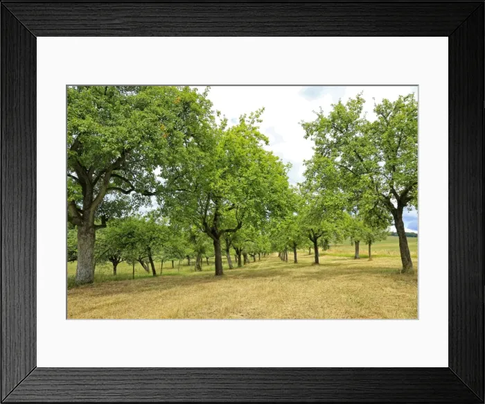 Framed Print : Fruit trees near Merzkirchen, Saargau, Rhineland-Palatinate, Germany, Europe Framed Print : Fruit trees near Merzkirchen, Saargau, Rhineland-Palatinate, Germany, Europe