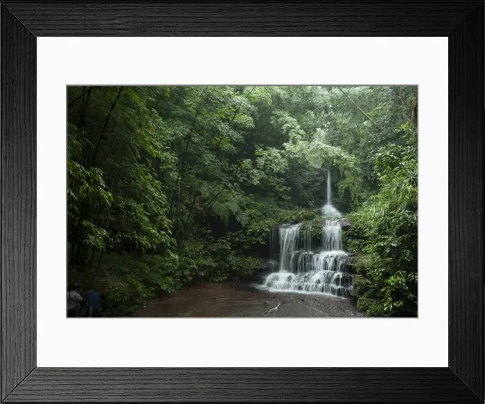 Framed Print : Bamboo Forest, Sichuan Province, China, Asia Framed Print : Bamboo Forest, Sichuan Province, China, Asia