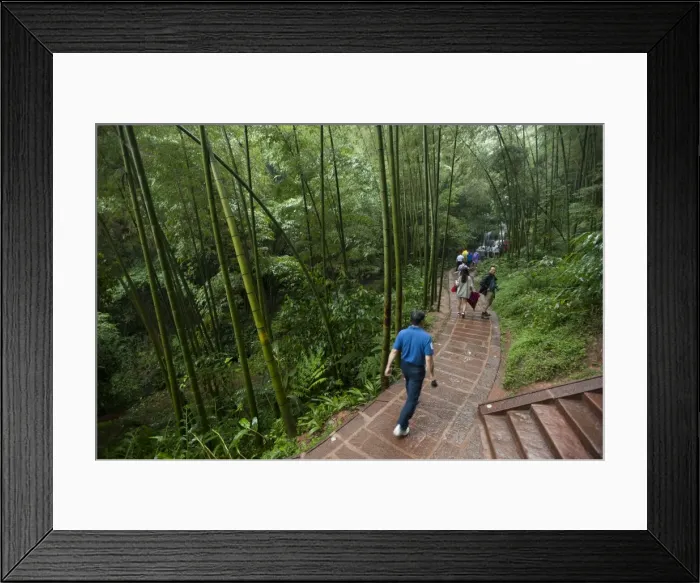 Framed Print : Bamboo Forest, Sichuan Province, China, Asia Framed Print : Bamboo Forest, Sichuan Province, China, Asia