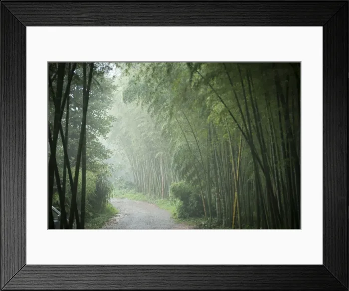 Framed Print : Bamboo Forest, Sichuan Province, China, Asia Framed Print : Bamboo Forest, Sichuan Province, China, Asia