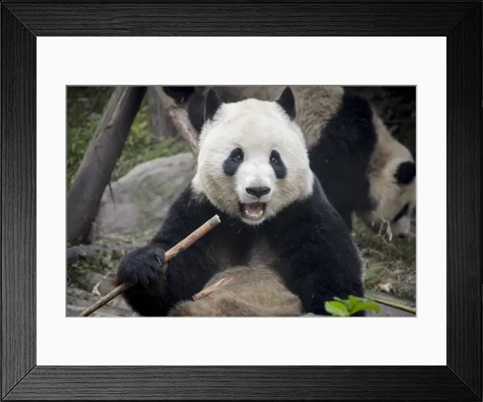 Framed Print : Chengdu Research Base of Giant Panda Breeding, Chengdu, Sichuan Province, China, Asia Framed Print : Chengdu Research Base of Giant Panda Breeding, Chengdu, Sichuan Province, China, Asia