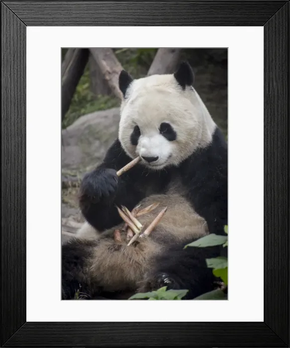 Framed Print : Chengdu Research Base of Giant Panda Breeding, Chengdu, Sichuan Province, China, Asia Framed Print : Chengdu Research Base of Giant Panda Breeding, Chengdu, Sichuan Province, China, Asia