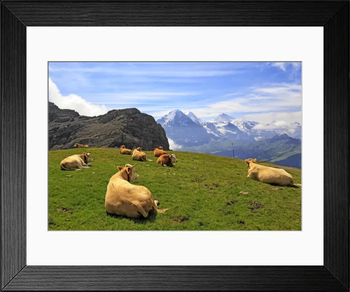 Framed Print : Cows at Faulhorn, Grindelwald, Bernese Oberland, Switzerland, Europe Framed Print : Cows at Faulhorn, Grindelwald, Bernese Oberland, Switzerland, Europe