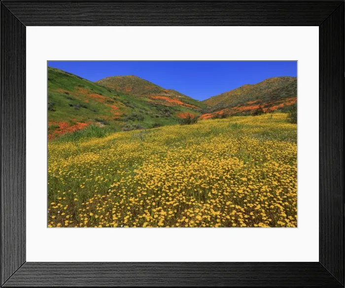 Framed Print : Poppies and Goldfields, Chino Hills State Park, California, United States of America Framed Print : Poppies and Goldfields, Chino Hills State Park, California, United States of America