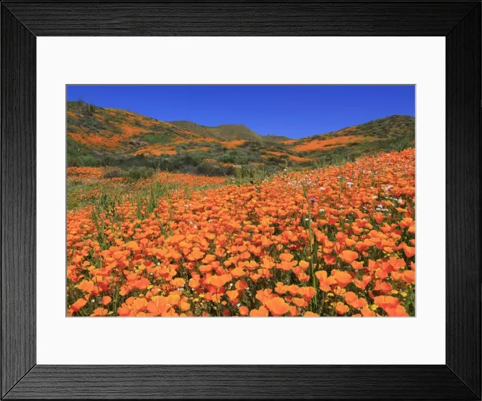 Framed Print : Poppies, Chino Hills State Park, California, United States of America, North America Framed Print : Poppies, Chino Hills State Park, California, United States of America, North America
