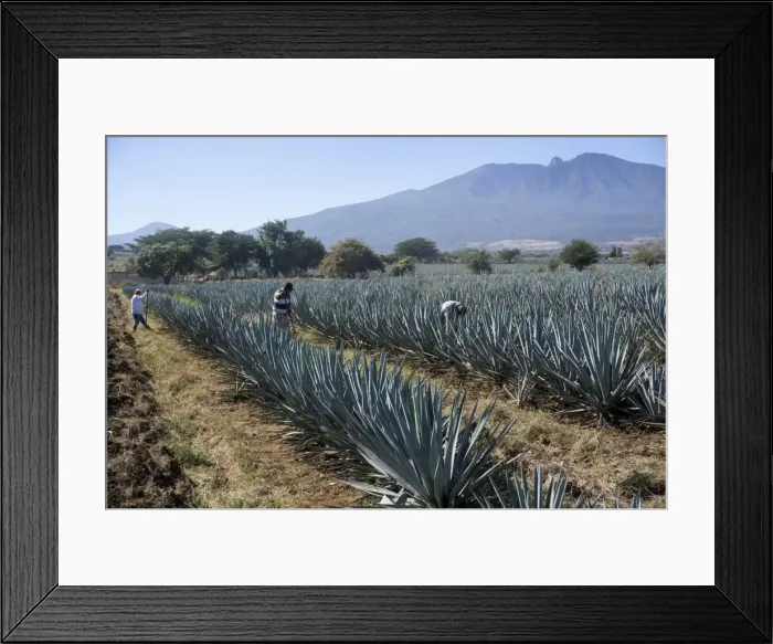 Framed Print : Tequila is made from the blue agave plant in the state of Jalisco and mostly around Framed Print : Tequila is made from the blue agave plant in the state of Jalisco and mostly around