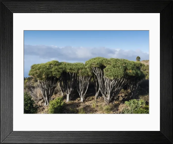 Framed Print : Dragon trees (Dracaena draco), La Palma Island, Canary Islands, Spain, Europe Framed Print : Dragon trees (Dracaena draco), La Palma Island, Canary Islands, Spain, Europe