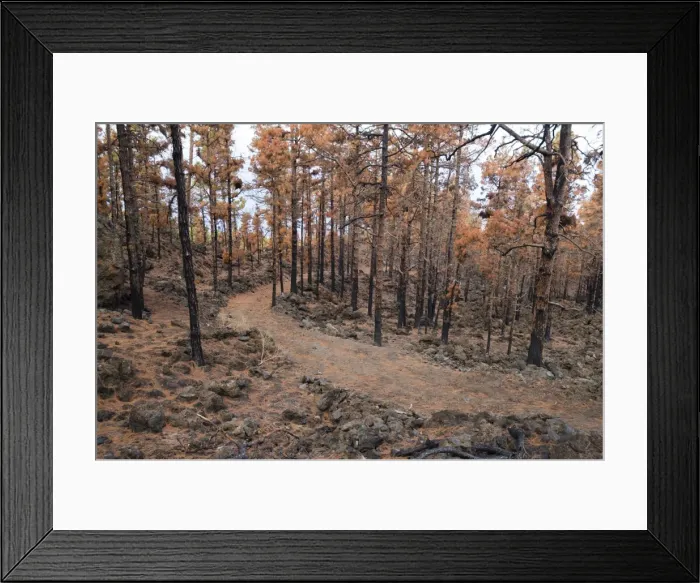 Framed Print : Burned Canary pine trees, La Palma Island, Canary Islands, Spain, Europe Framed Print : Burned Canary pine trees, La Palma Island, Canary Islands, Spain, Europe
