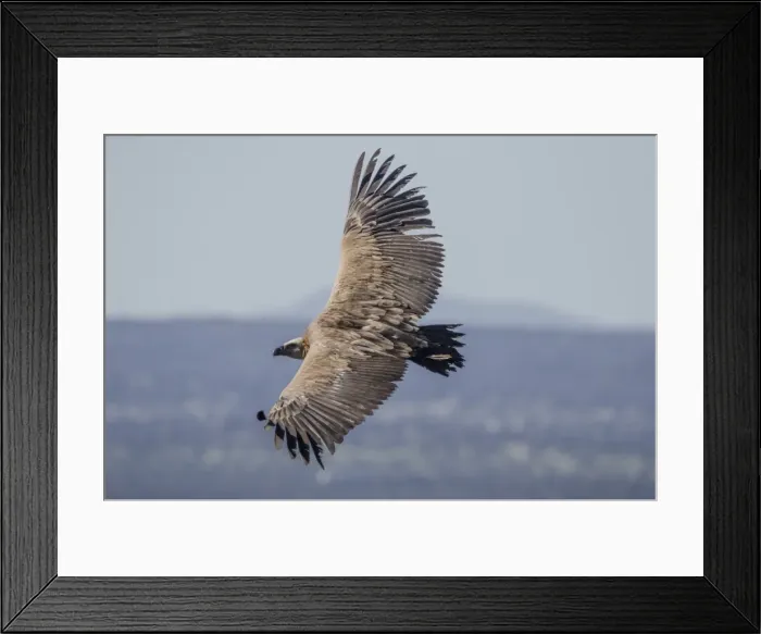 Framed Print : Griffon Vulture, Castillo de Monfrague, Monfrague National Park, Caceres, Extremadura Framed Print : Griffon Vulture, Castillo de Monfrague, Monfrague National Park, Caceres, Extremadura