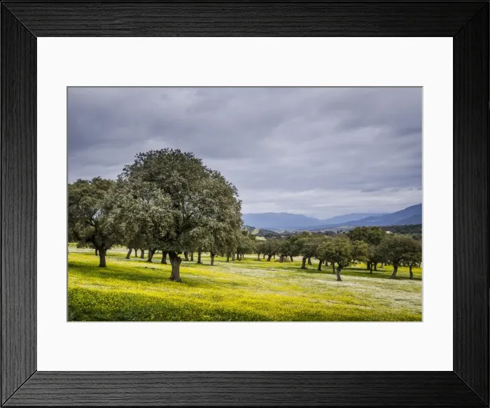 Framed Print : Dehesa Landscape, Caceres, Extremadura, Spain, Europe Framed Print : Dehesa Landscape, Caceres, Extremadura, Spain, Europe