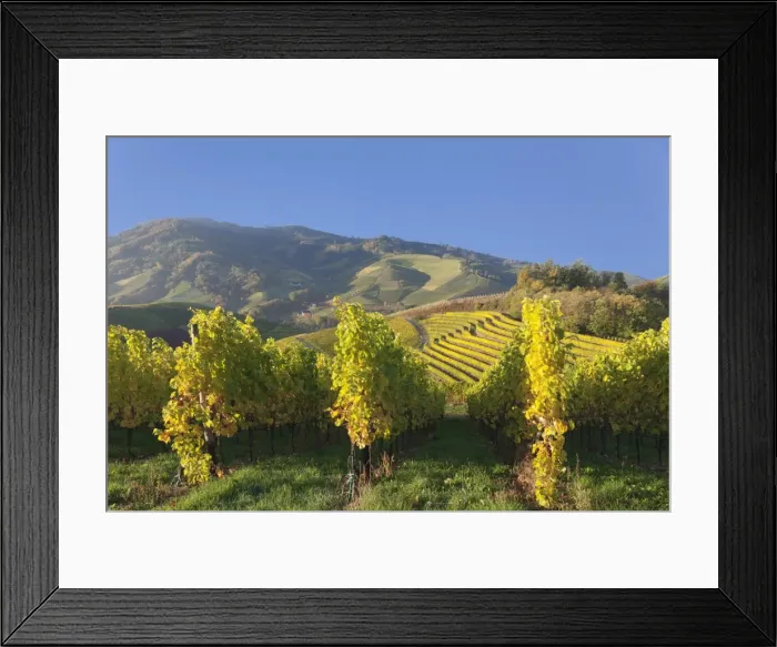 Framed Print : Vineyards in autumn, near Durbach, Black Forest, Baden Wurttemberg, Germany, Europe Framed Print : Vineyards in autumn, near Durbach, Black Forest, Baden Wurttemberg, Germany, Europe