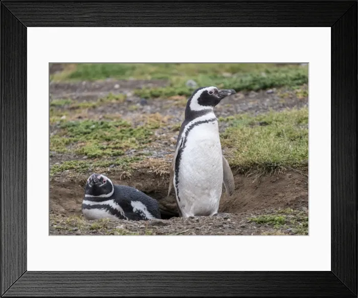 Framed Print : Magellanic penguin (Spheniscus magellanicus), a pair of breeding penguins on their nest Framed Print : Magellanic penguin (Spheniscus magellanicus), a pair of breeding penguins on their nest