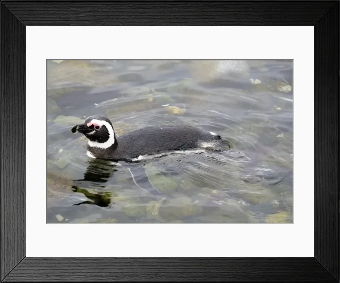 Framed Print : Swimming Magellanic penguin (Spheniscus magellanicus), Patagonia, Chile, South America Framed Print : Swimming Magellanic penguin (Spheniscus magellanicus), Patagonia, Chile, South America