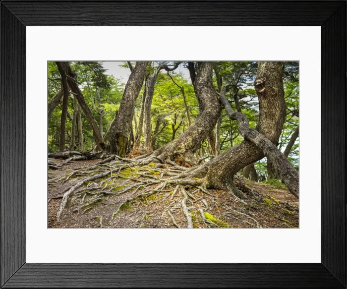 Framed Print : Southern beeches (Nothofagus) in Andean-Patagonian (Subantarctic forest) in Tierra Framed Print : Southern beeches (Nothofagus) in Andean-Patagonian (Subantarctic forest) in Tierra