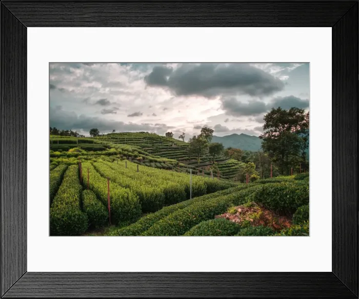 Framed Print : Longjing Tea fields in the hills near West Lake, Hangzhou, Zhejiang, China, Asia Framed Print : Longjing Tea fields in the hills near West Lake, Hangzhou, Zhejiang, China, Asia