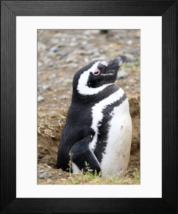 Framed Print : Magellanic penguin (Spheniscus magellanicus) in its nesting burrow, Patagonia, Chile