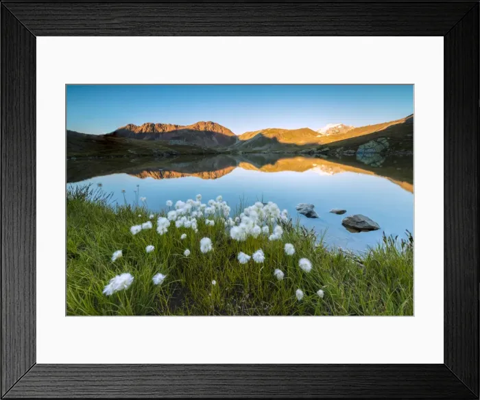 Framed Print : Cotton grass frames the rocky peaks reflected in Lake Umbrail at sunset, Stelvio Pass Framed Print : Cotton grass frames the rocky peaks reflected in Lake Umbrail at sunset, Stelvio Pass