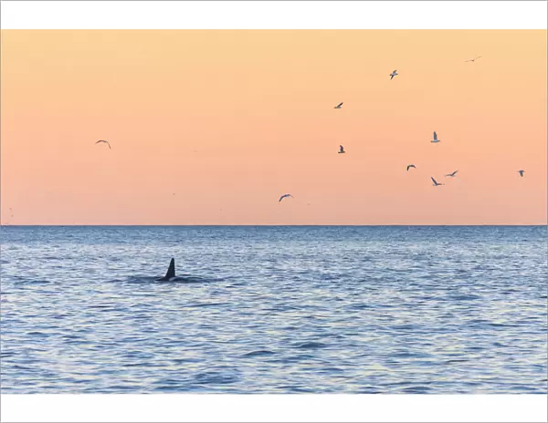 A killer whale in the cold sea framed by seagulls flying in pink sky at dawn, Tungeneset