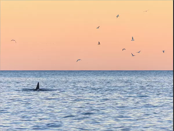 A killer whale in the cold sea framed by seagulls flying in pink sky at dawn, Tungeneset