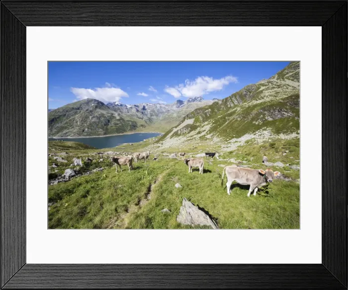 Framed Print : Cows in the green pastures with Lake Montespluga in the background, Chiavenna Valley Framed Print : Cows in the green pastures with Lake Montespluga in the background, Chiavenna Valley