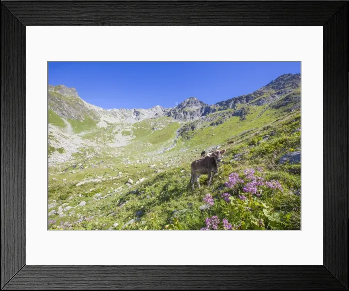 Framed Print : Cows graze in the green pastures with the rocky peak Suretta in the background, Chiavenna Valley Framed Print : Cows graze in the green pastures with the rocky peak Suretta in the background, Chiavenna Valley