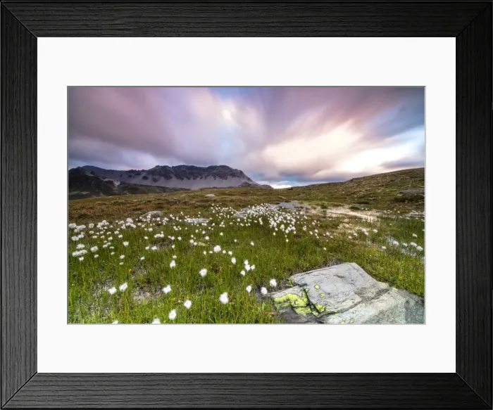 Framed Print : Pink sky frames cotton grass at dawn, Laghetto Alto Scorluzzo, Bormio, Braulio Valley Framed Print : Pink sky frames cotton grass at dawn, Laghetto Alto Scorluzzo, Bormio, Braulio Valley