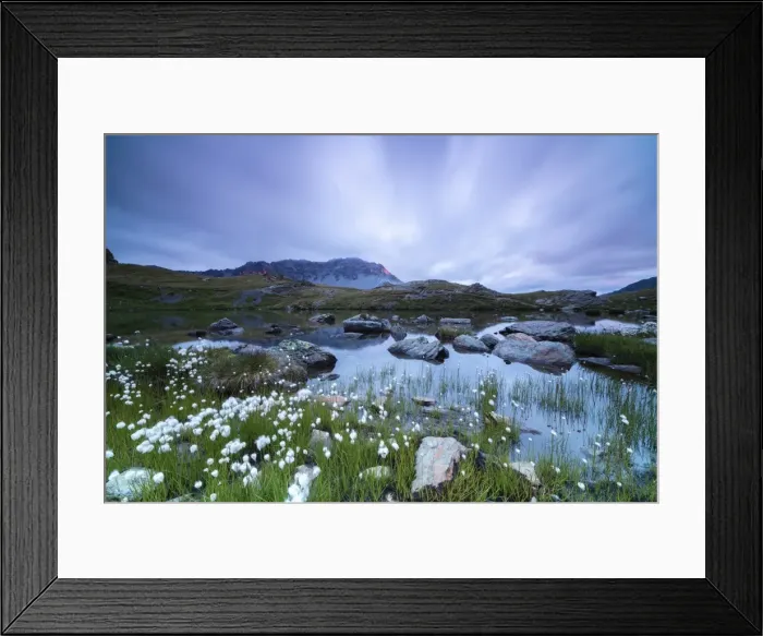 Framed Print : Laghetto Alto Scorluzzo framed by cotton grass at sunrise, Bormio, Braulio Valley Framed Print : Laghetto Alto Scorluzzo framed by cotton grass at sunrise, Bormio, Braulio Valley