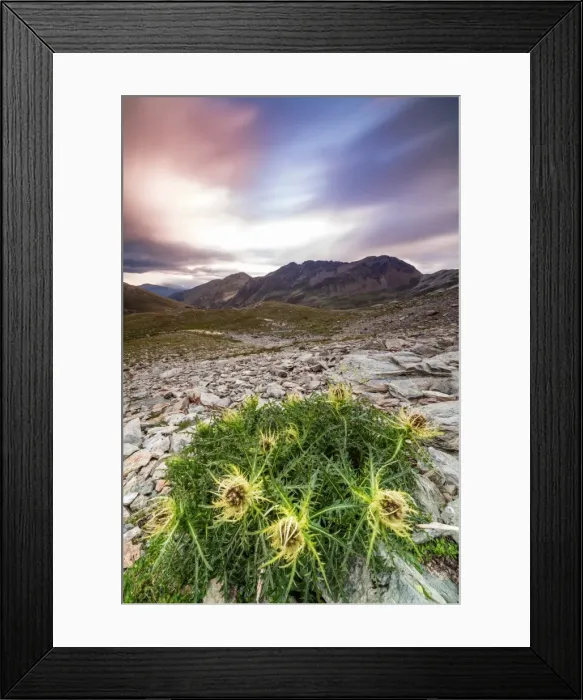 Framed Print : Thistle flowers and rocky peaks framed by pink clouds at sunrise, Braulio Valley Framed Print : Thistle flowers and rocky peaks framed by pink clouds at sunrise, Braulio Valley
