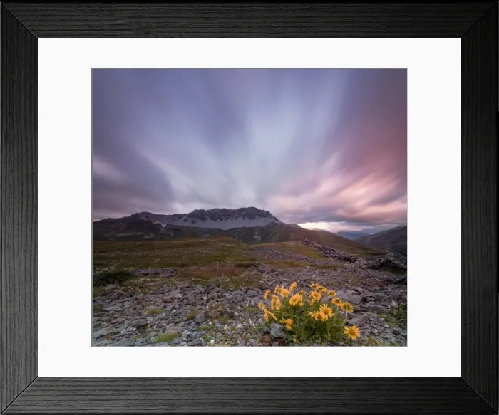 Framed Print : Panorama of pink clouds at dawn on Piz Umbrail framed by flowers, Braulio Valley Framed Print : Panorama of pink clouds at dawn on Piz Umbrail framed by flowers, Braulio Valley