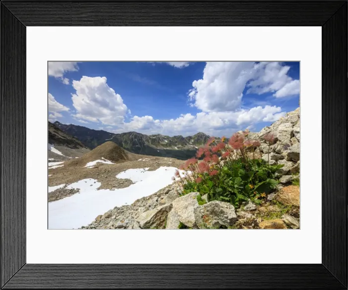 Framed Print : Colourful flowers in bloom framed by rocky peaks, Joriseen, Jorifless Pass, canton of Graubunden Framed Print : Colourful flowers in bloom framed by rocky peaks, Joriseen, Jorifless Pass, canton of Graubunden