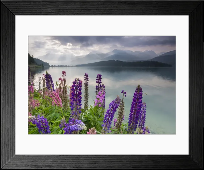 Framed Print : The multi coloured lupins frame the calm water of Lake Sils at dawn, Maloja, canton of Graubunden Framed Print : The multi coloured lupins frame the calm water of Lake Sils at dawn, Maloja, canton of Graubunden