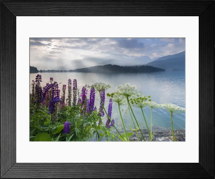 Framed Print : The multi coloured lupins frame the calm water of Lake Sils at dawn, Maloja, canton of Graubunden Framed Print : The multi coloured lupins frame the calm water of Lake Sils at dawn, Maloja, canton of Graubunden