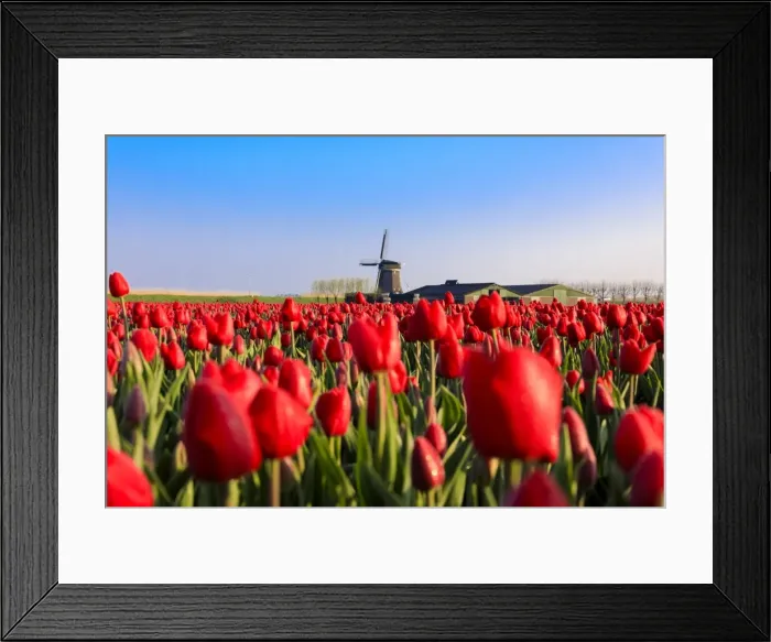 Framed Print : Fields of red tulips surround the typical windmill, Berkmeer, municipality of Koggenland Framed Print : Fields of red tulips surround the typical windmill, Berkmeer, municipality of Koggenland