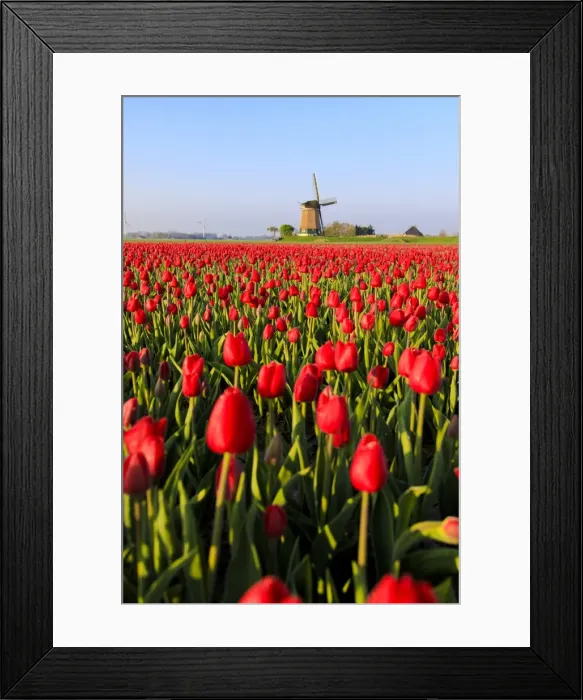 Framed Print : Fields of red tulips surround the typical windmill, Berkmeer, municipality of Koggenland Framed Print : Fields of red tulips surround the typical windmill, Berkmeer, municipality of Koggenland