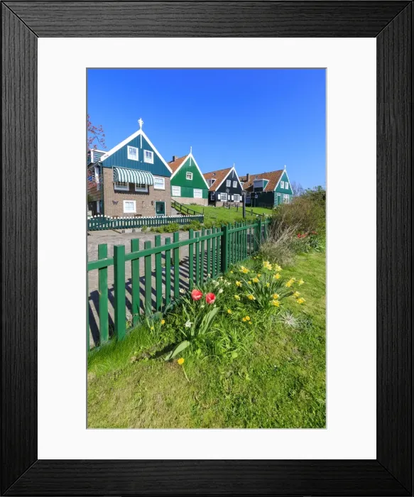 Framed Print : Typical wooden houses framed by meadows and flowers in the village of Marken, Waterland Framed Print : Typical wooden houses framed by meadows and flowers in the village of Marken, Waterland
