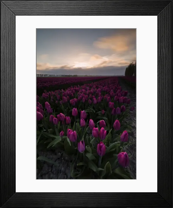 Framed Print : Colourful fields of tulips in bloom at dawn, De Rijp, Alkmaar, North Holland, Netherlands Framed Print : Colourful fields of tulips in bloom at dawn, De Rijp, Alkmaar, North Holland, Netherlands