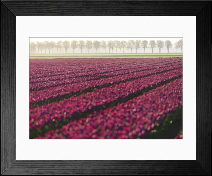 Framed Print : The colourful fields of tulips in bloom and trees in the countryside at dawn, De Rijp Framed Print : The colourful fields of tulips in bloom and trees in the countryside at dawn, De Rijp
