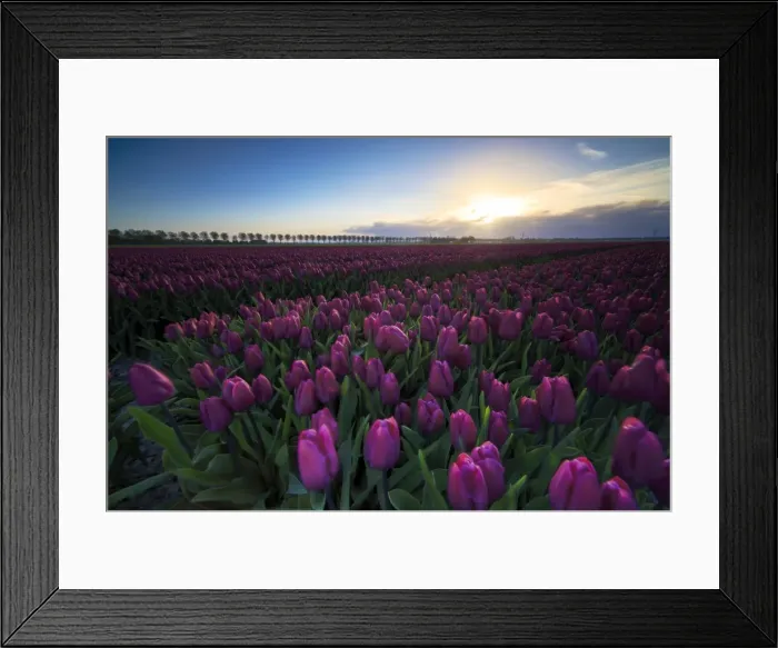 Framed Print : Colourful fields of tulips in bloom at dawn, De Rijp, Alkmaar, North Holland, Netherlands Framed Print : Colourful fields of tulips in bloom at dawn, De Rijp, Alkmaar, North Holland, Netherlands