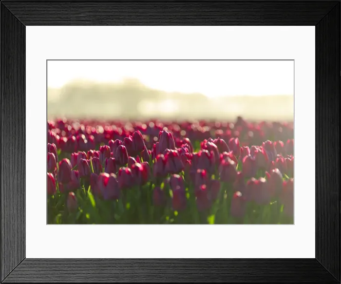 Framed Print : Close up of colourful tulips in bloom at sunrise, De Rijp, Alkmaar, North Holland Framed Print : Close up of colourful tulips in bloom at sunrise, De Rijp, Alkmaar, North Holland