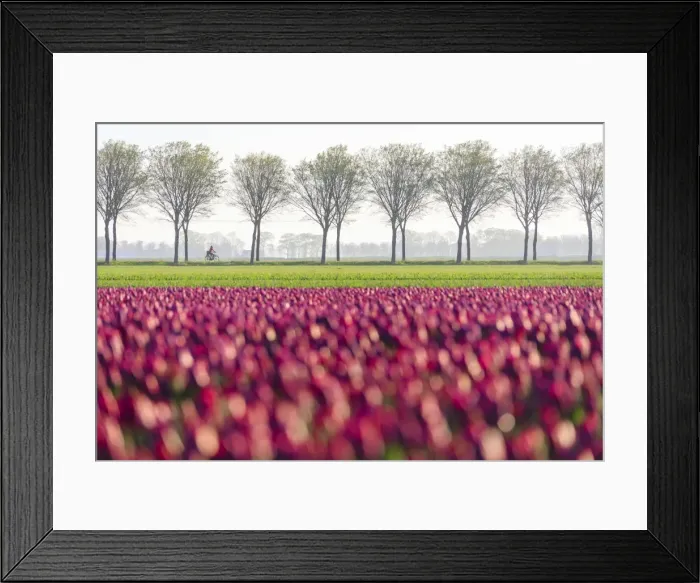 Framed Print : Colourful fields of tulips in bloom and bicycle in the countryside at dawn, De Rijp