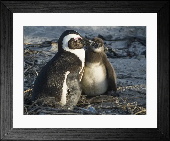 Framed Print : African penguins (jackass penguins) (Spheniscus demersus), Boulders Beach, Cape of Good Hope Framed Print : African penguins (jackass penguins) (Spheniscus demersus), Boulders Beach, Cape of Good Hope