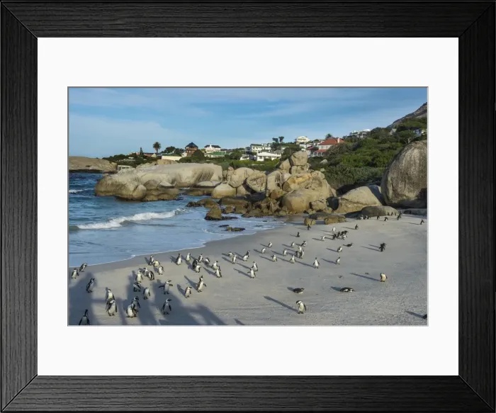 Framed Print : Mother and baby African penguin (jackass penguin) (Spheniscus demersus) colony, Boulders Beach Framed Print : Mother and baby African penguin (jackass penguin) (Spheniscus demersus) colony, Boulders Beach