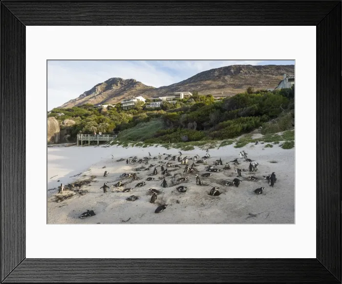 Framed Print : Mother and baby African penguin (jackass penguin) (Spheniscus demersus) colony, Boulders Beach Framed Print : Mother and baby African penguin (jackass penguin) (Spheniscus demersus) colony, Boulders Beach